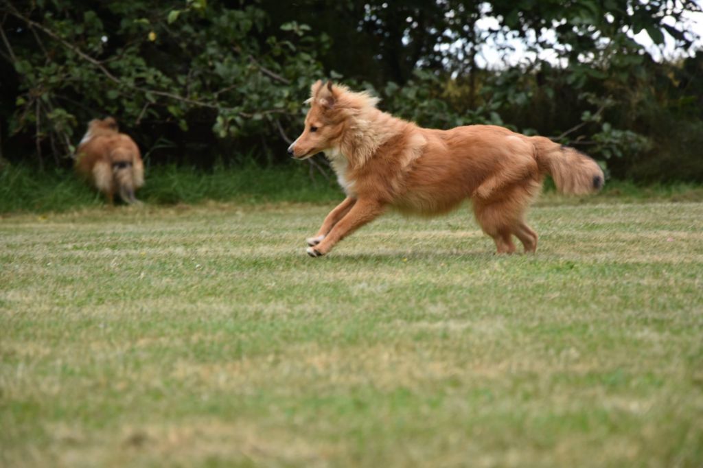 Perle nézy d'or Au Sheltie Du Chistr'per