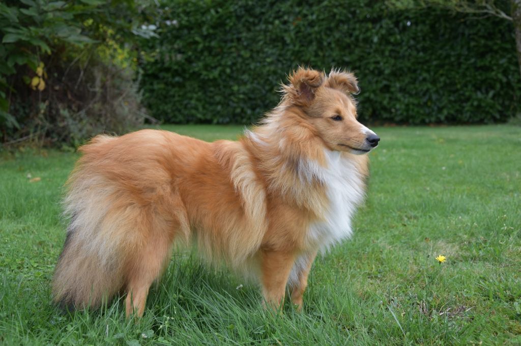 Perle nézy d'or Au Sheltie Du Chistr'per