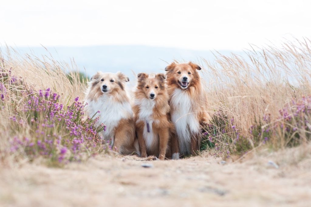 Perle nézy d'or Au Sheltie Du Chistr'per