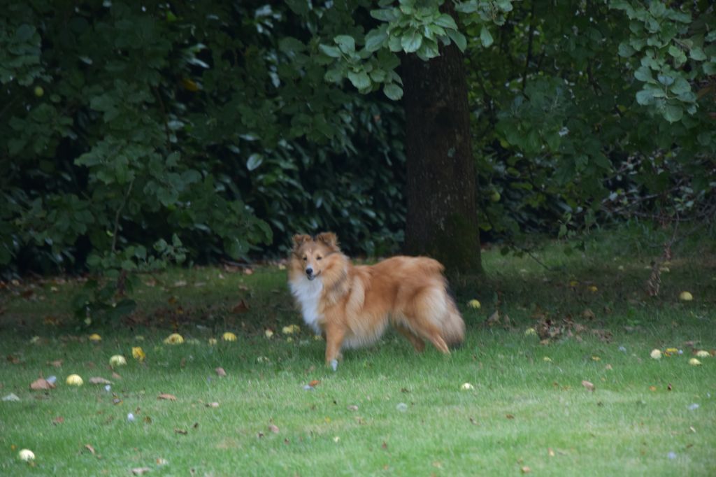 Perle nézy d'or Au Sheltie Du Chistr'per