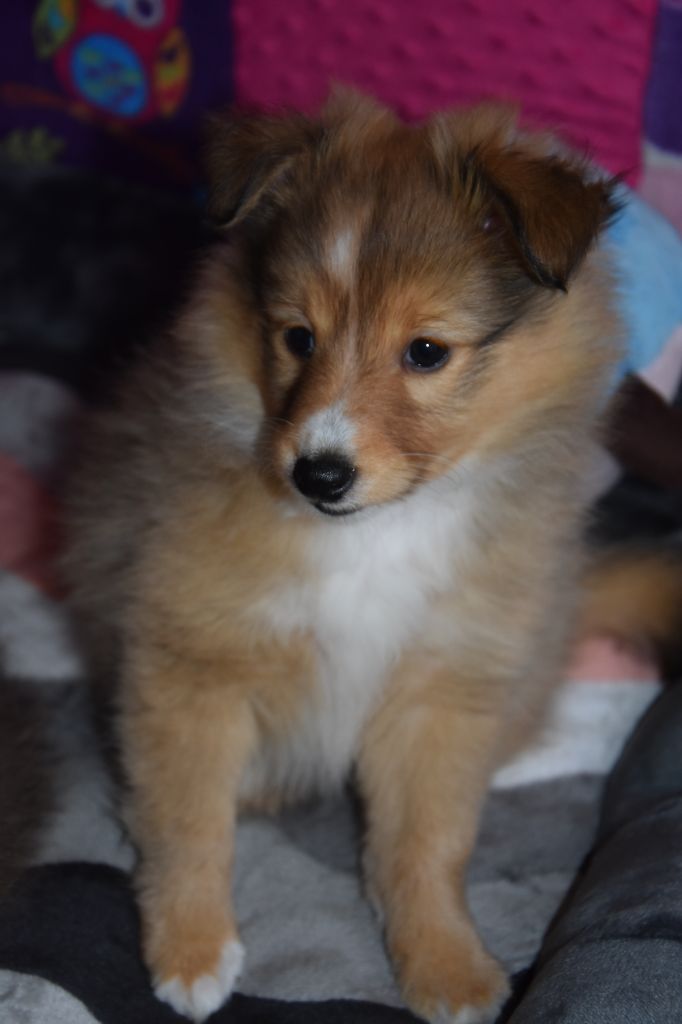 Perle nézy d'or Au Sheltie Du Chistr'per