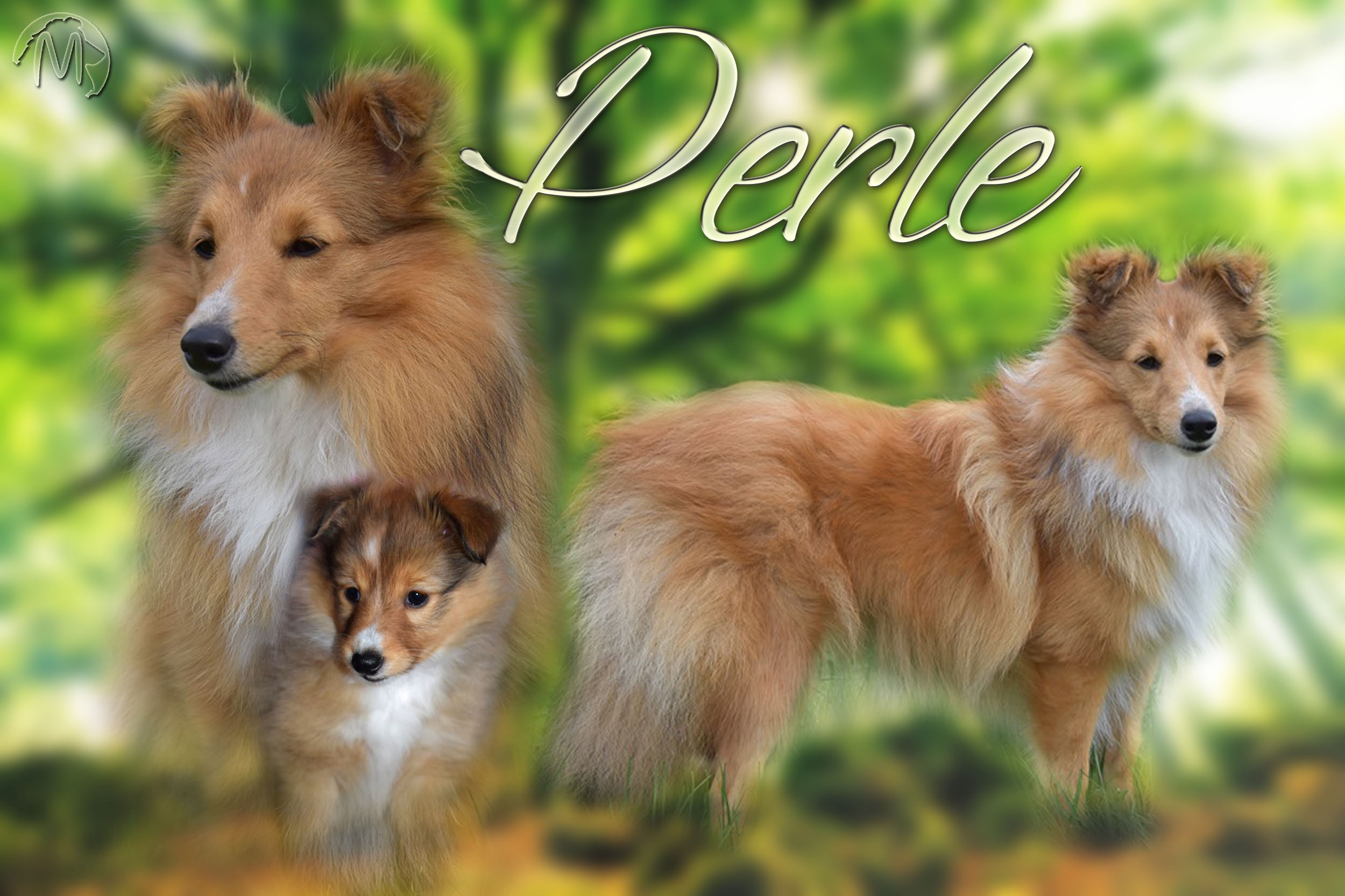Perle nézy d'or Au Sheltie Du Chistr'per