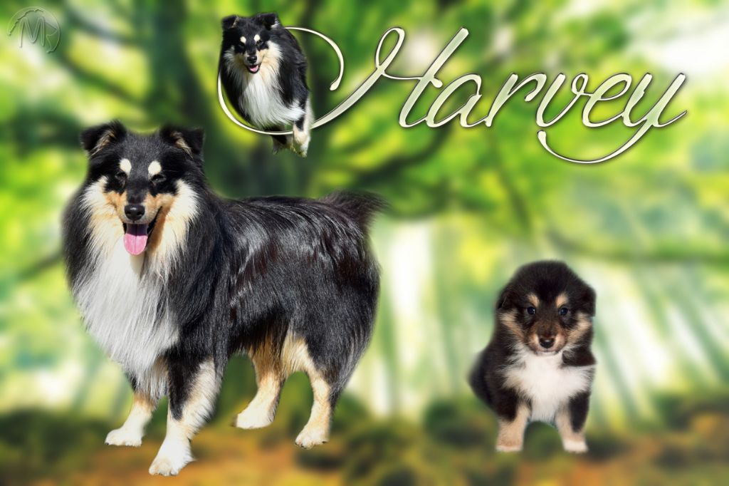 Royal harvey black Au Sheltie Du Chistr'per