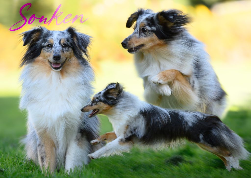 Souken maiven blue Au Sheltie Du Chistr'per