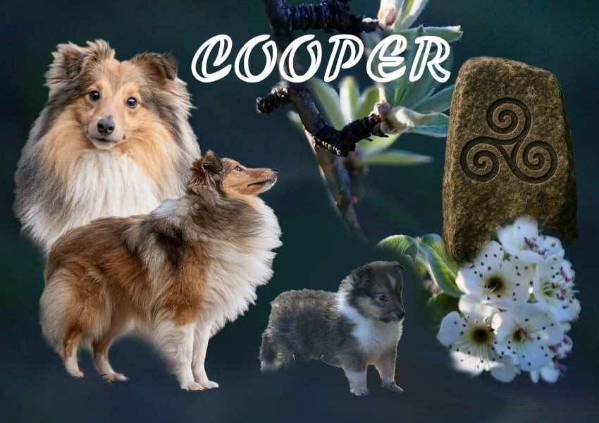 Very Ultra Chic Cooper Du Domaine Des Ptit's Futés