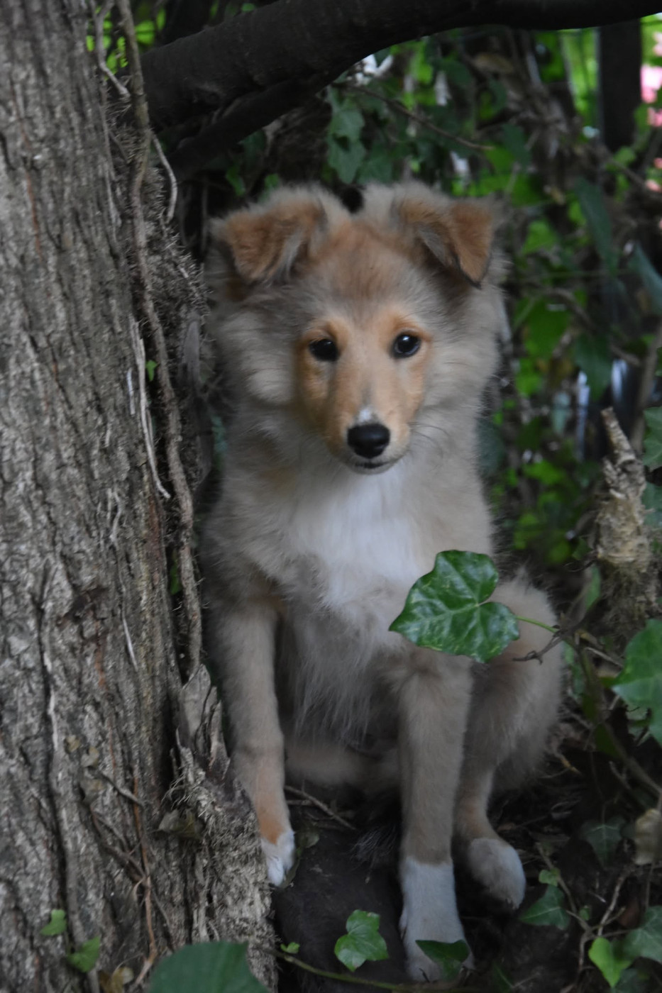 Bleun Ar Per Bonny Au Sheltie Du Chistr'Per 