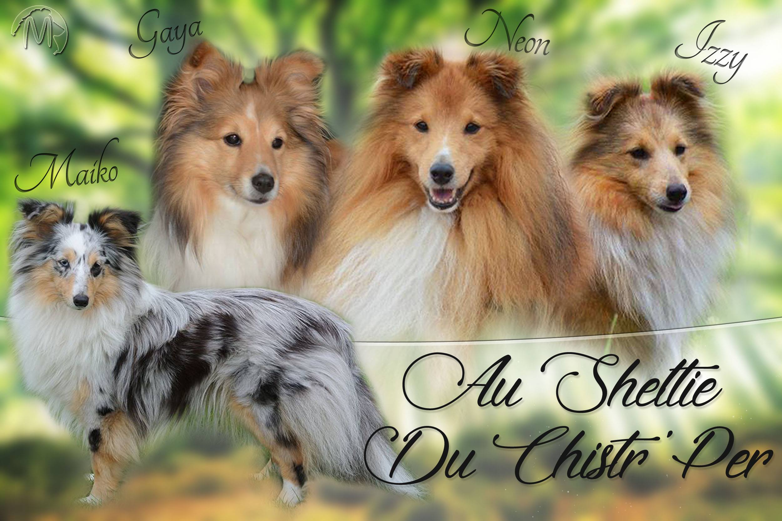 Au Sheltie Du Chistr'per