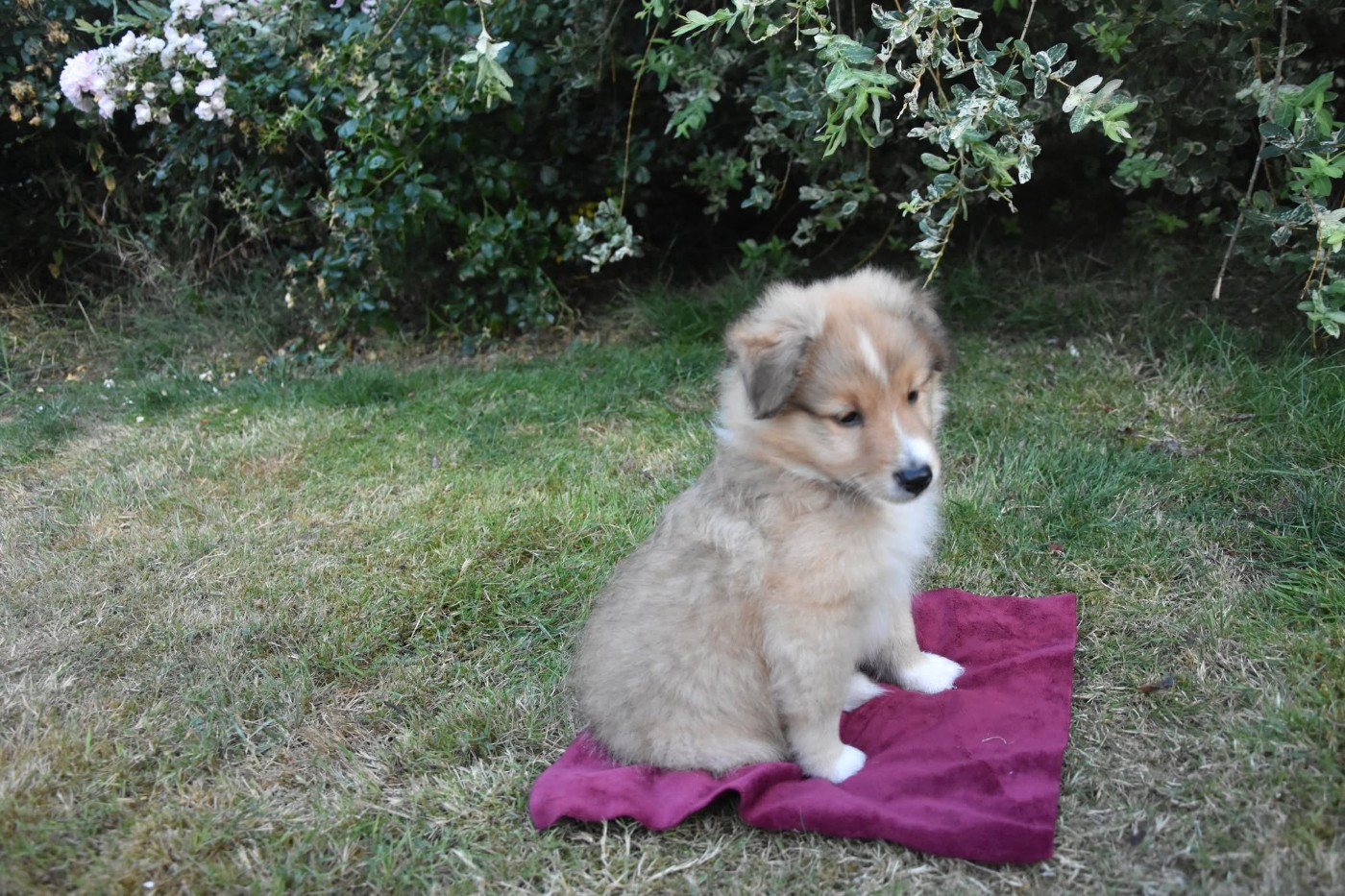 Au Sheltie Du Chistr'per - Chiots disponibles - Shetland Sheepdog