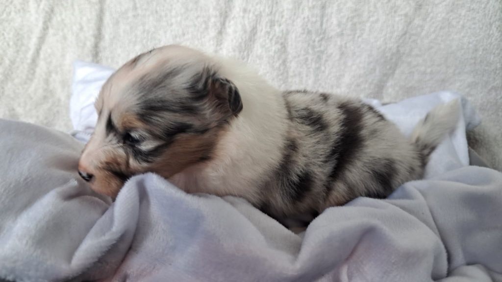 Au Sheltie Du Chistr'per - Chiots disponibles - Shetland Sheepdog